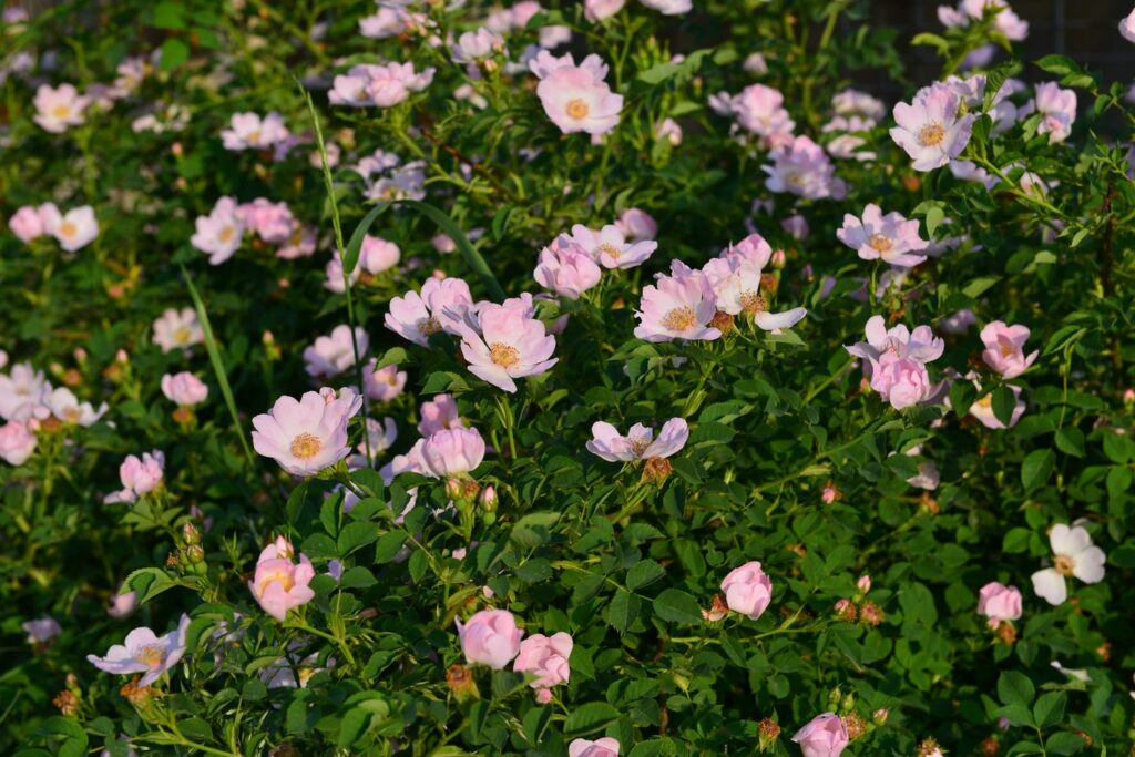 Weinrose mit kleinen rosa Blüten