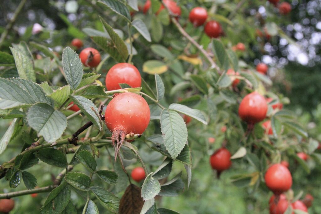 Apfelrose mit Hagebutten