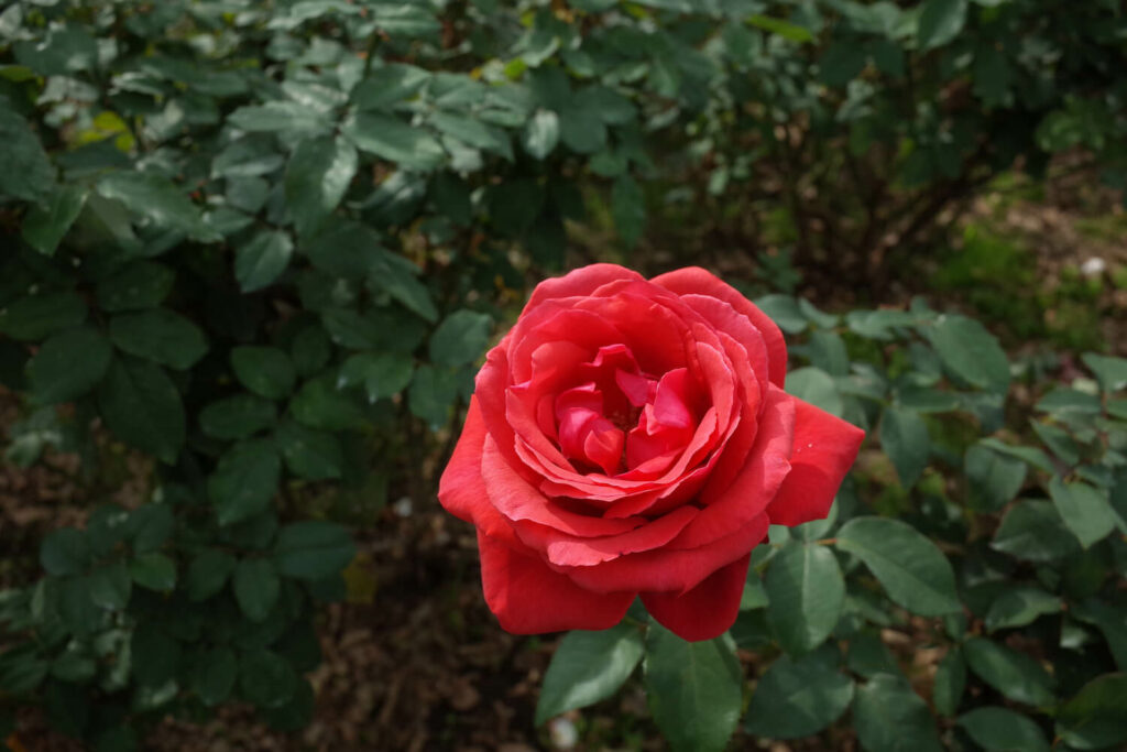 StammrosenSorten Die schönsten Zwerg & Hochstammrosen