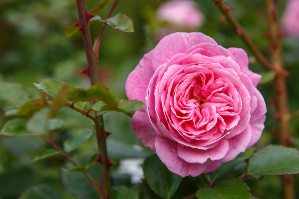 Rosa Rose