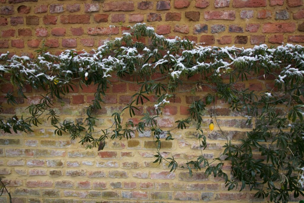 Passionsblume im Winter