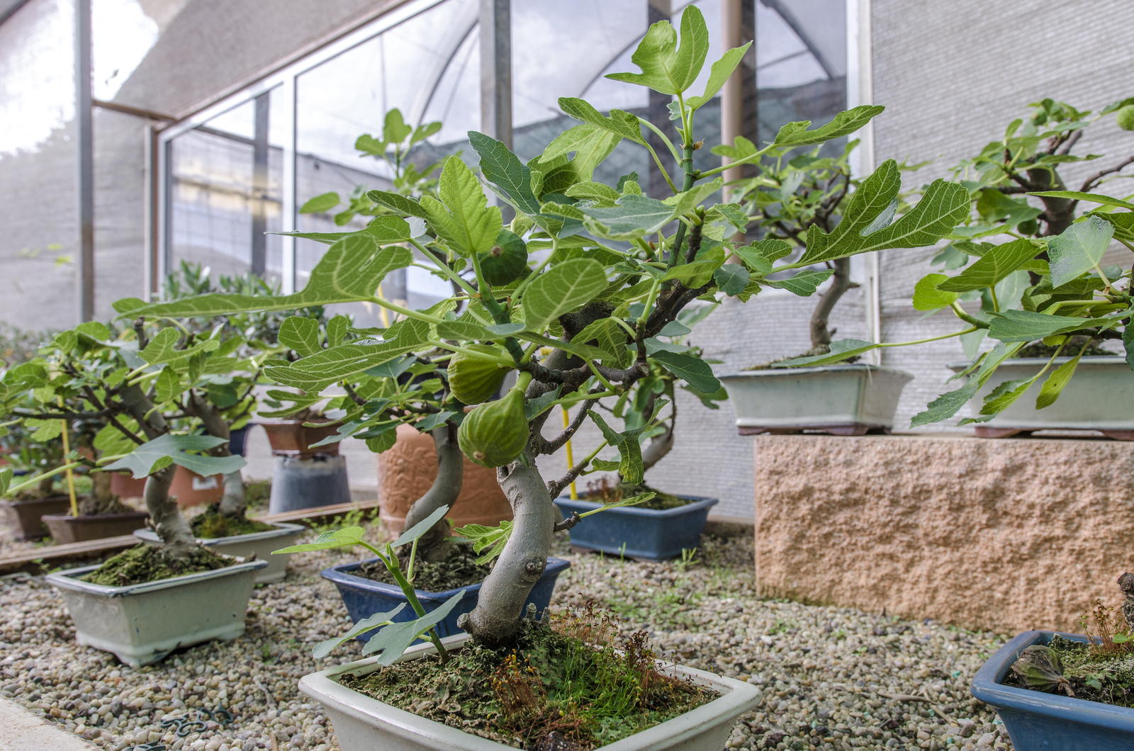 Feigenbaum Im Topf Alles Zum Pflanzen Pflegen Im Kubel Plantura