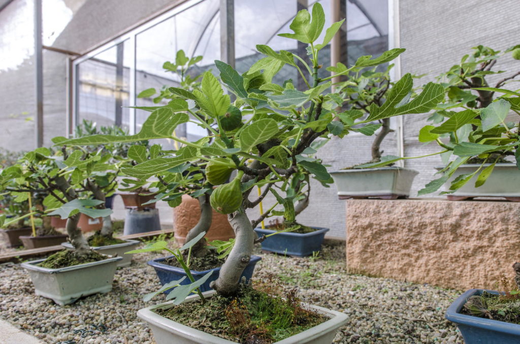 Feigenbäume im Topf im Gewächshaus