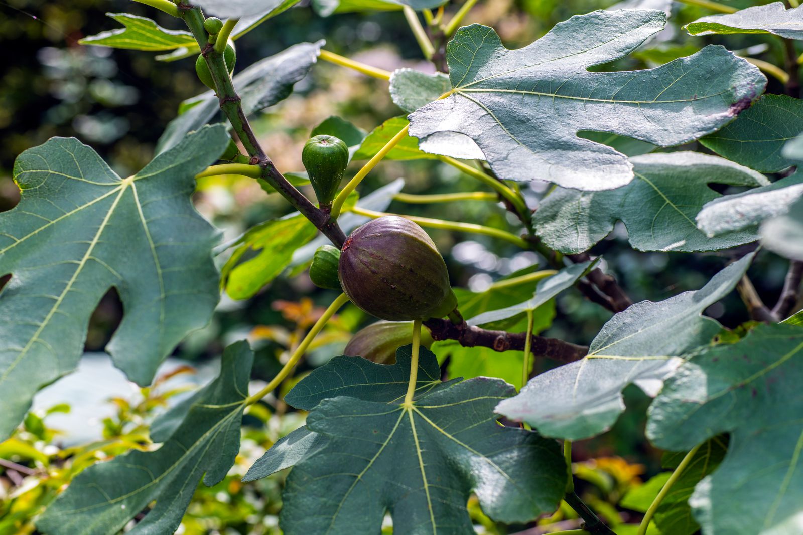 Sorten den Garten Feigenbaum-Sorten: Winterharte für