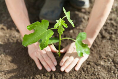 Feigenbaum pflanzen: Profi-Tipps zu Standort & Vorgehen