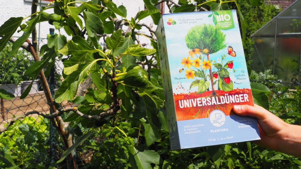 Feigenbaum Im Topf Alles Zum Pflanzen Pflegen Im Kubel Plantura