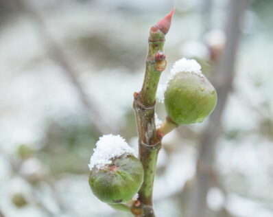 Feigenbaum-Sorten: Besonders Winterharte für Ihren Garten