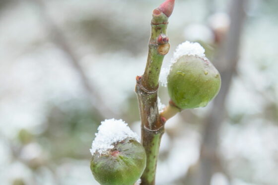 Feigenbaum-Sorten: Besonders Winterharte für Ihren Garten