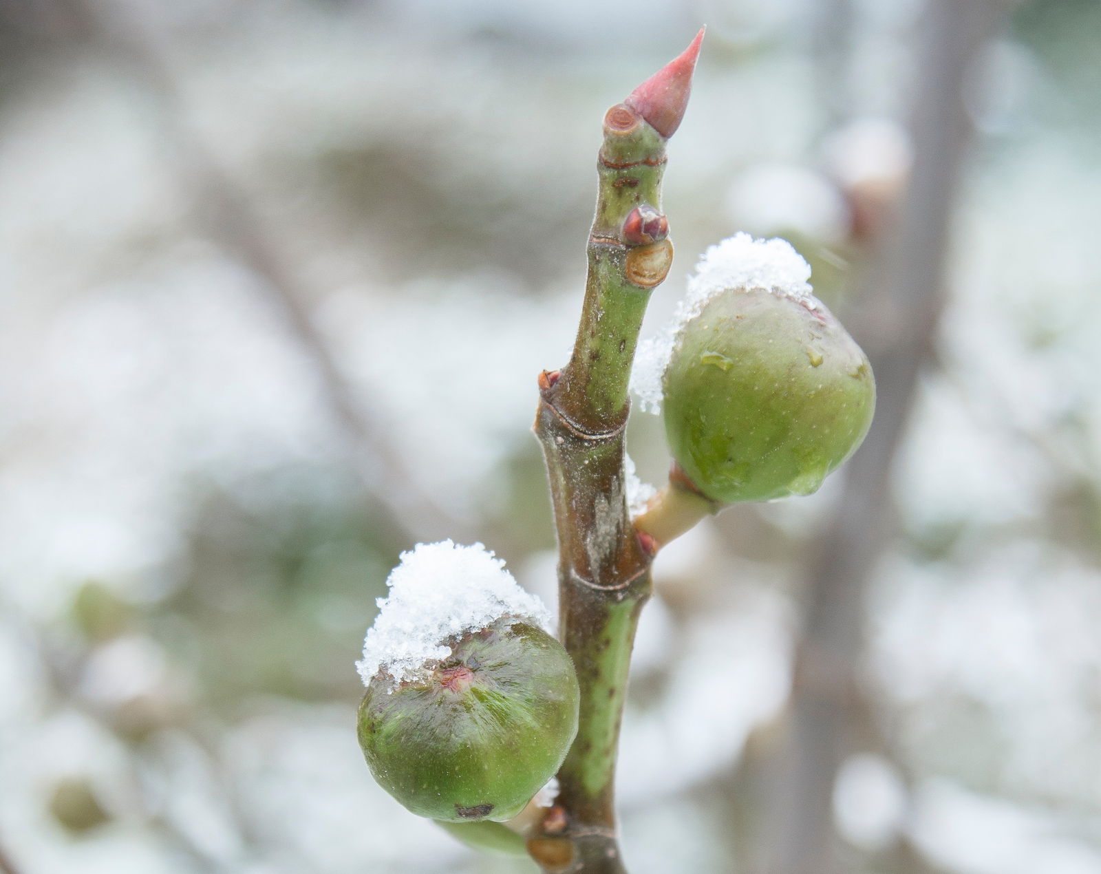 Feigenbaum-Sorten: Winterharte Sorten Garten den für