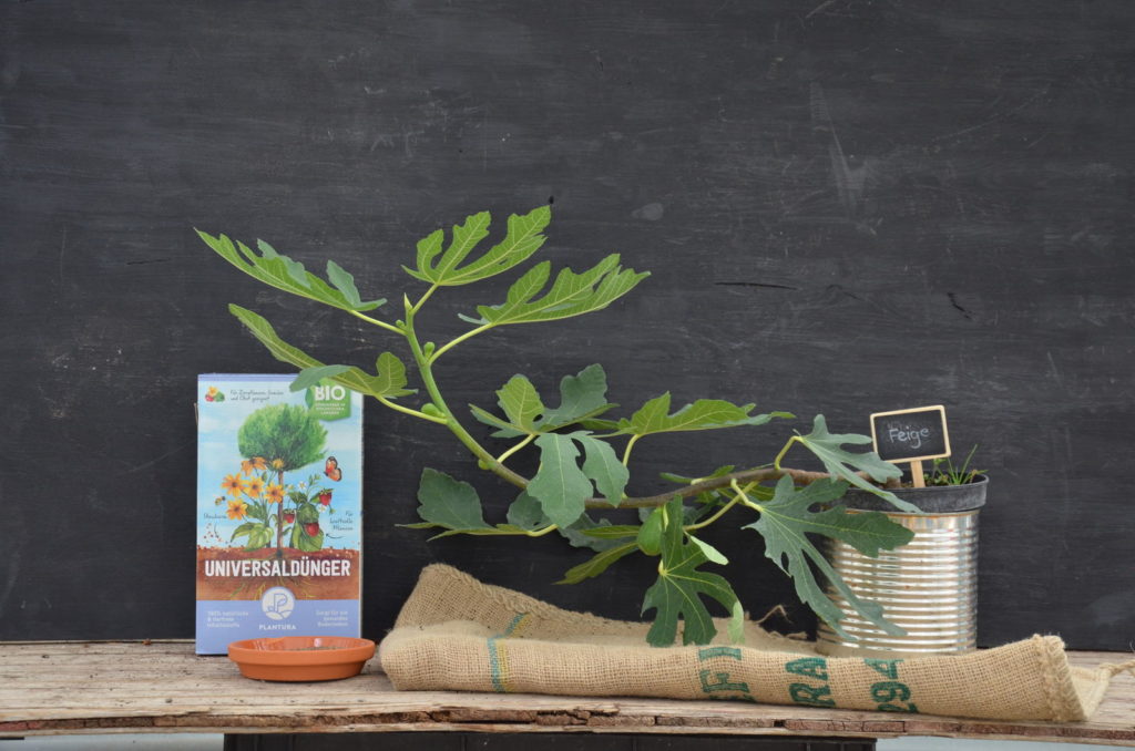 Feigenbaum mit Plantura Universaldünger