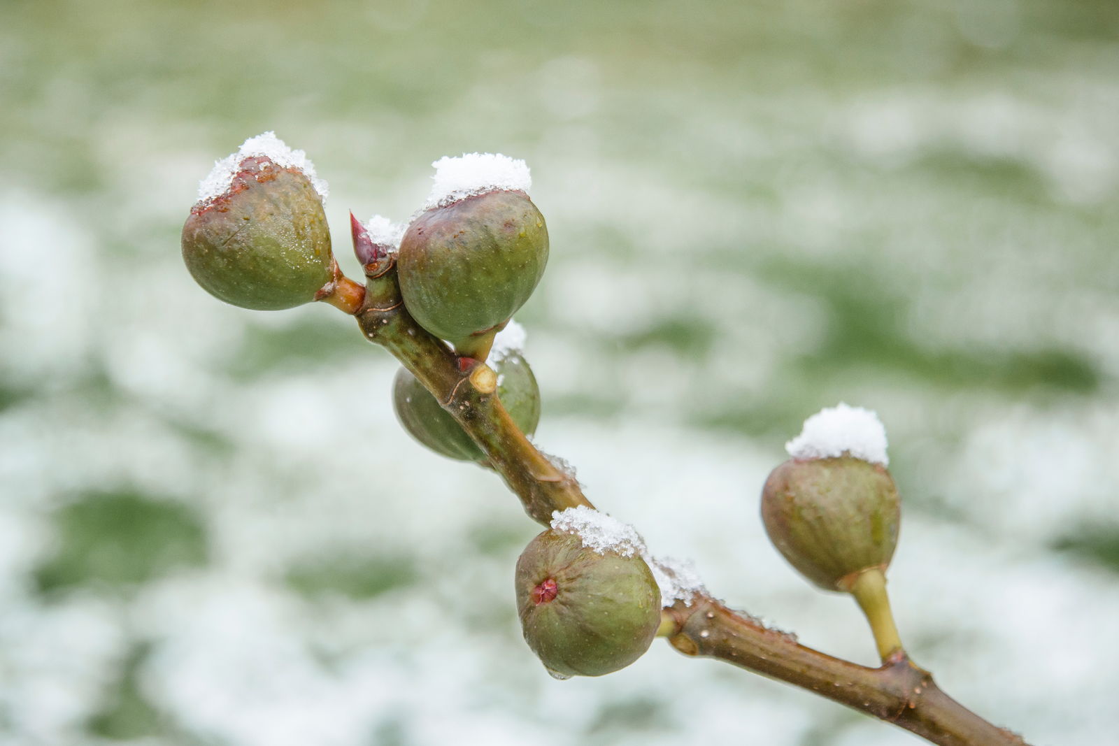 Feigenbaum überwintern Wie übersteht er die Kälte? Plantura