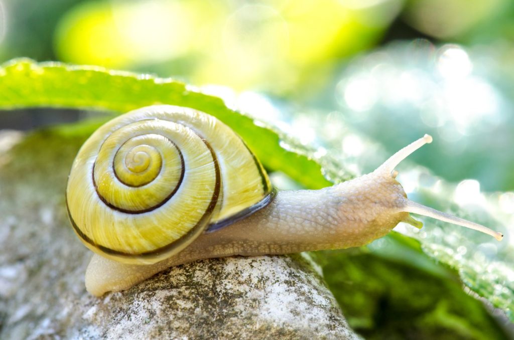 Schnecken bekämpfen So wird man die schleimigen Plagegeister los