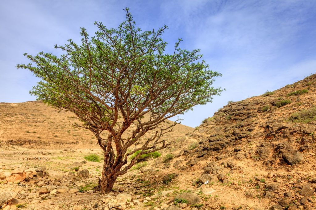 Weihrauch-Baum in der Wüste