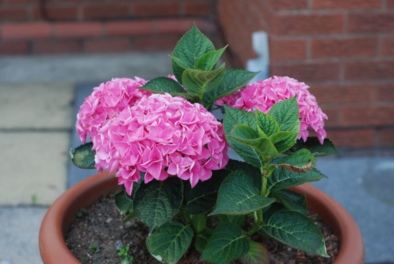 39+ Hortensien Düngen Mit Rhododendrondünger, Substral osmocote