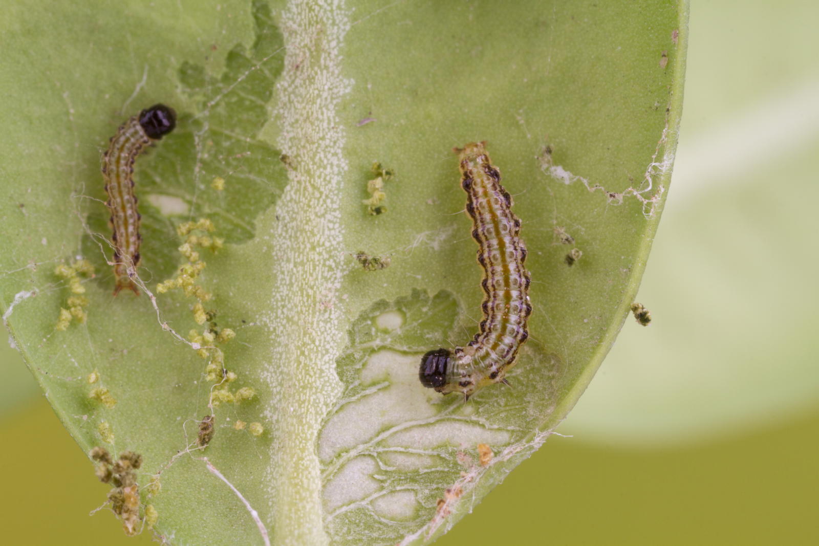 Buchsbaumzünsler Raupe Merkmale & Bilder Plantura