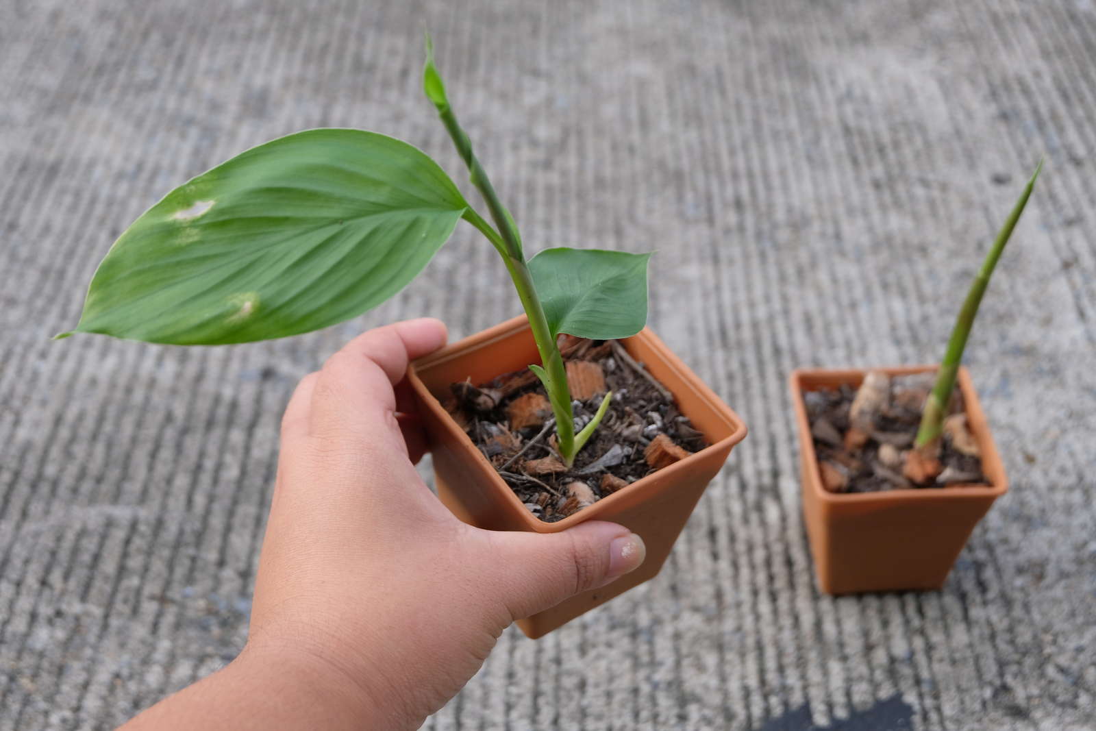 Kurkuma im Topf anbauen: 5 Tipps für die erfolgreiche Ernte - Plantura