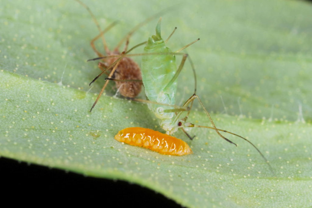 Gallmückenlarve gegen Blattläuse