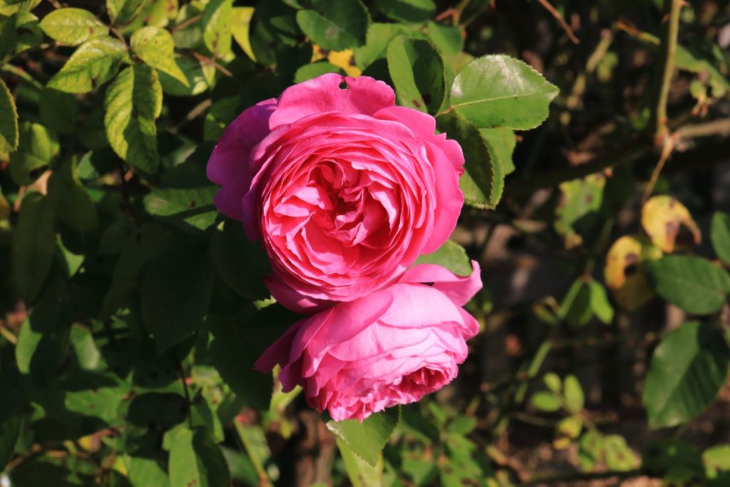 Rose Louise Odier