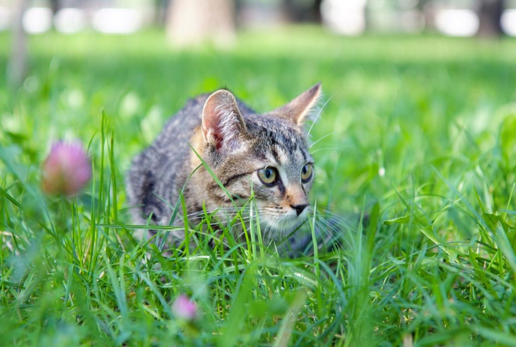 Katze im Gras