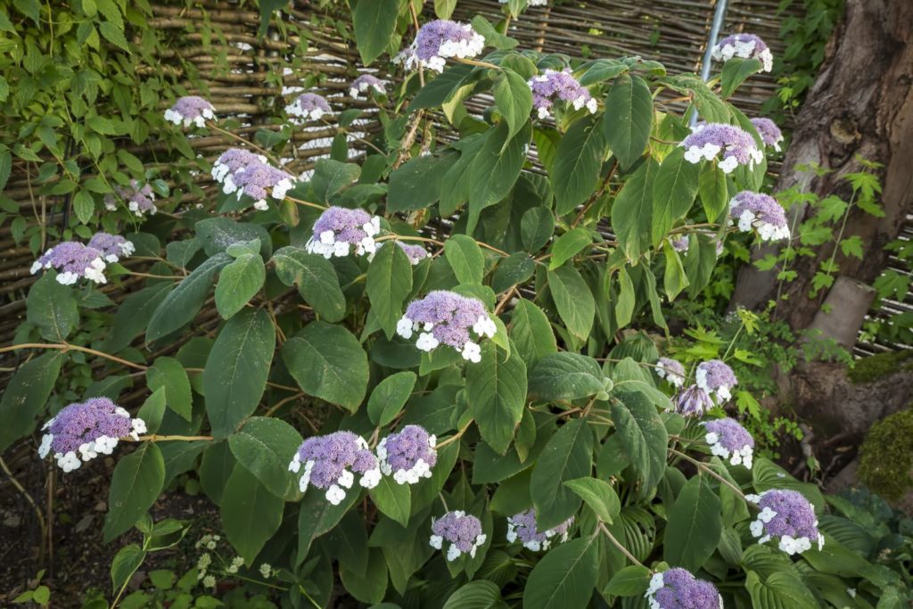 Samthortensie