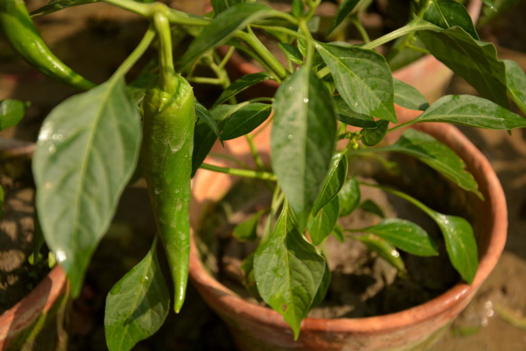 Grüne Paprika