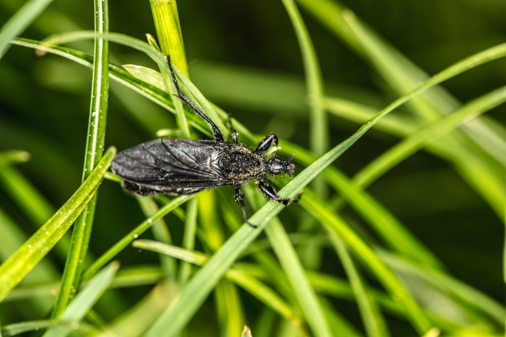 Kotwanze