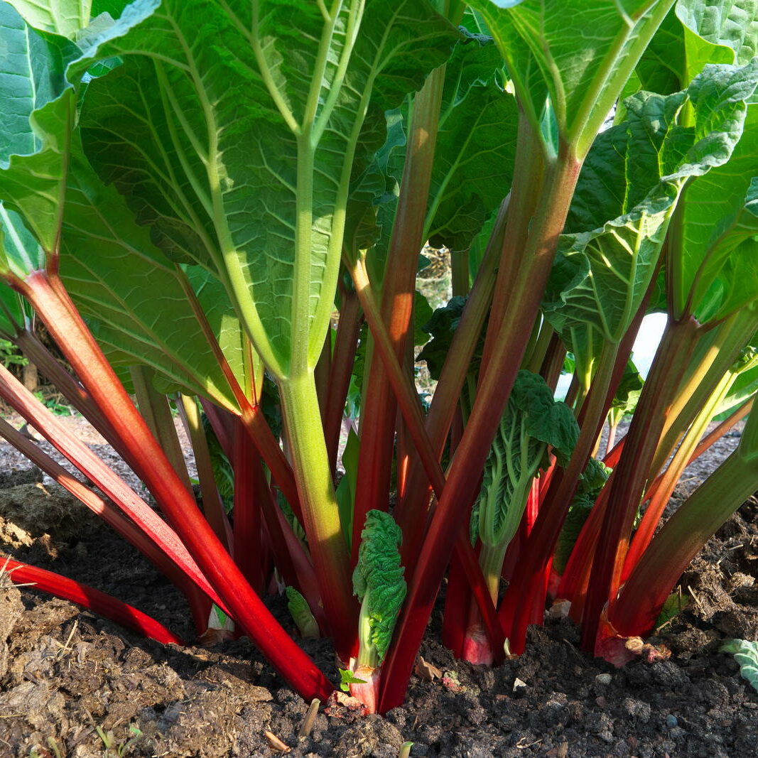 bio organischer dnger BIO Universaldnger Flocken - Biodnger fr den ganzen Garten