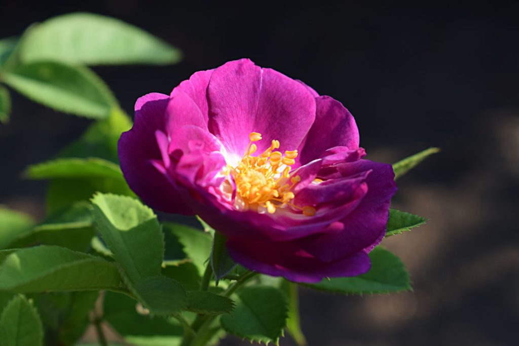 Rose Rhapsody in Blue