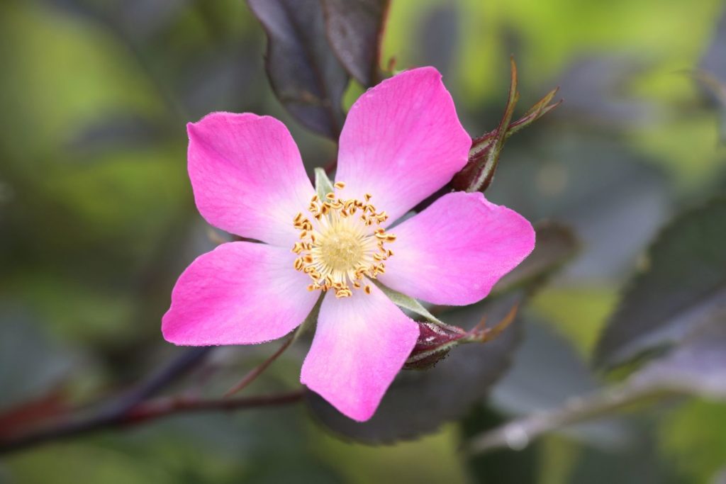 Wildrose Rosa glauca