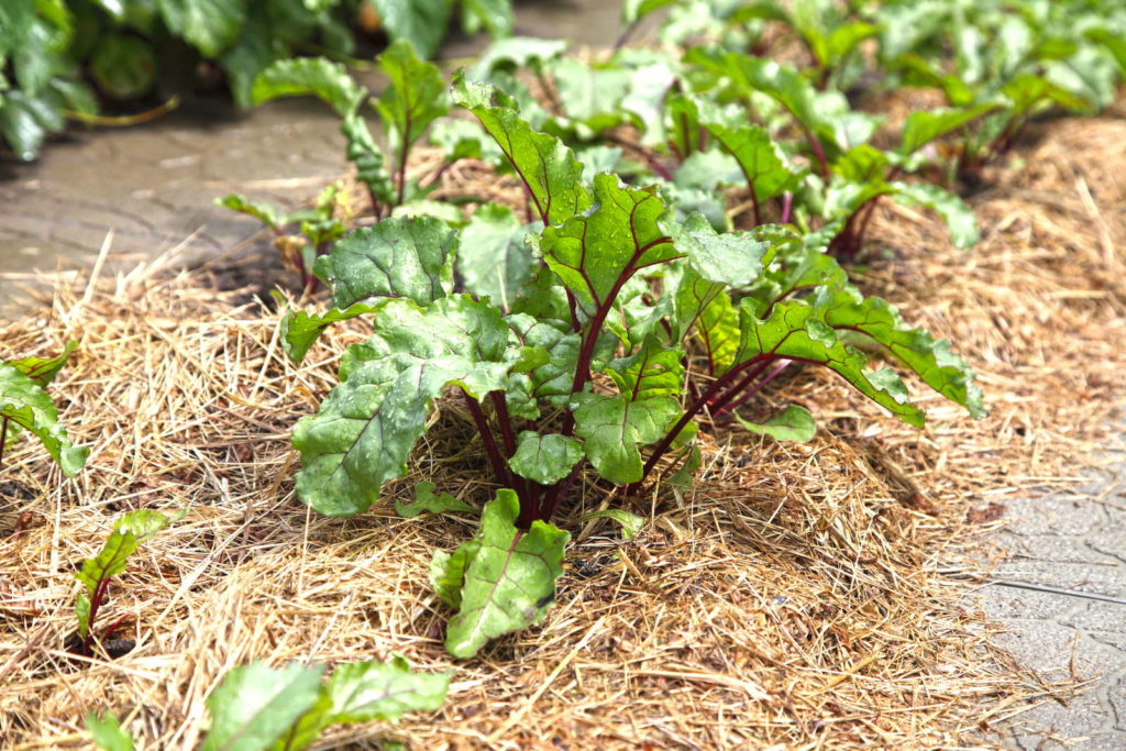 Rote Beet Pflanzen im Beet mit Mulchunterlage aus Stroh