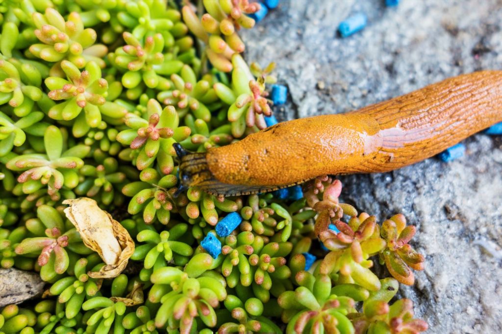 Nacktschnecke mit blauem Schneckenkorn