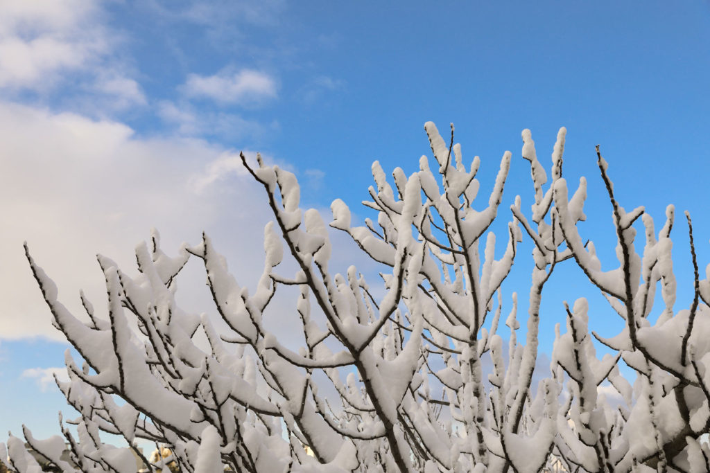 Feigenbaum im Schnee