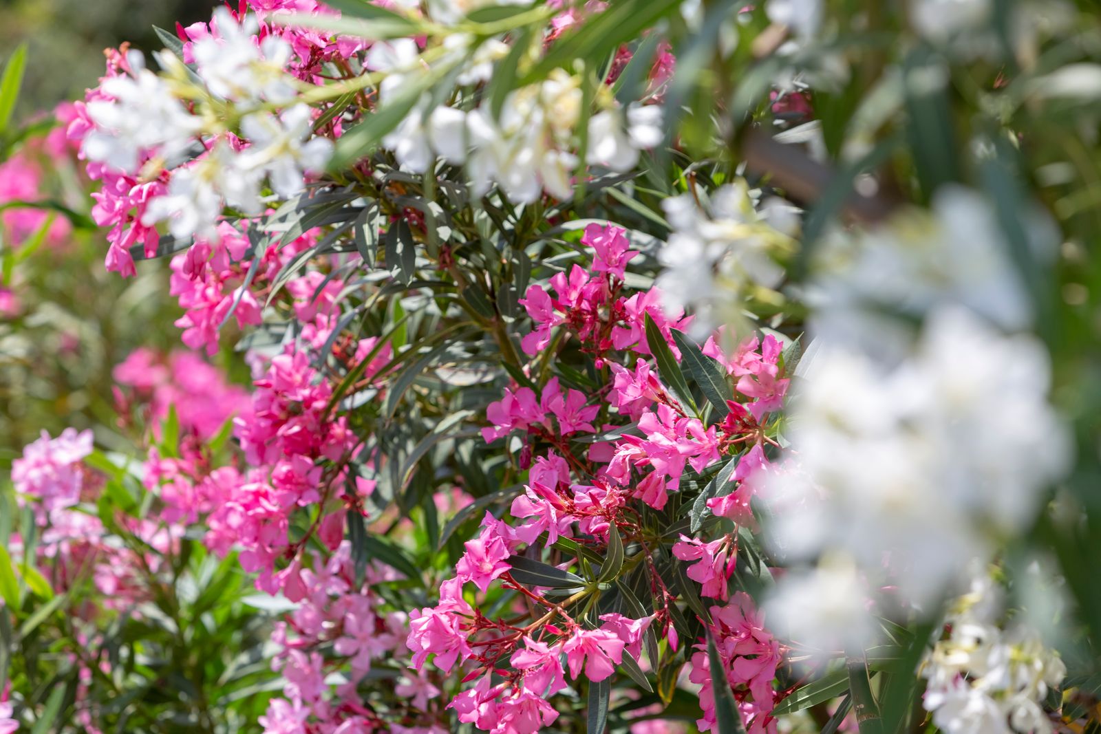 Oleander Blüte, Sorten & Pflanzen Plantura