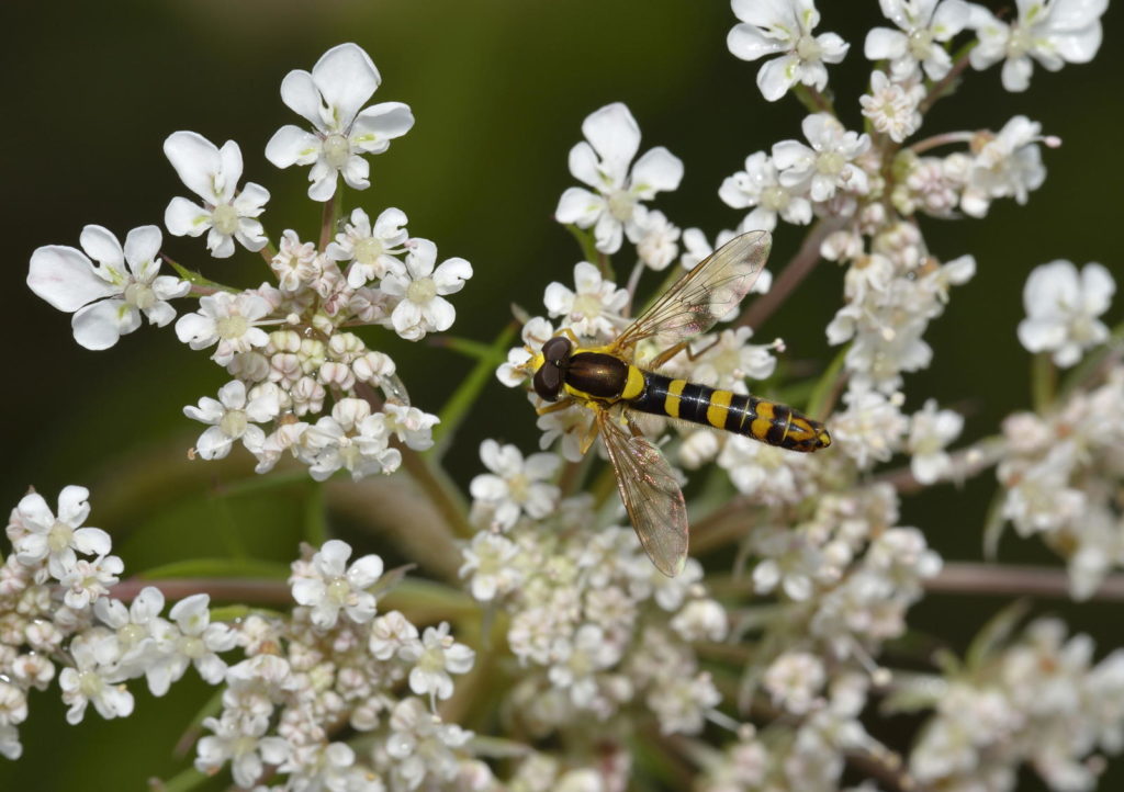Gewöhnliche Langbauschwebfliege