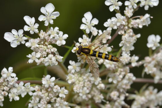Wovon ernähren sich Schwebfliegen-Larven eher?