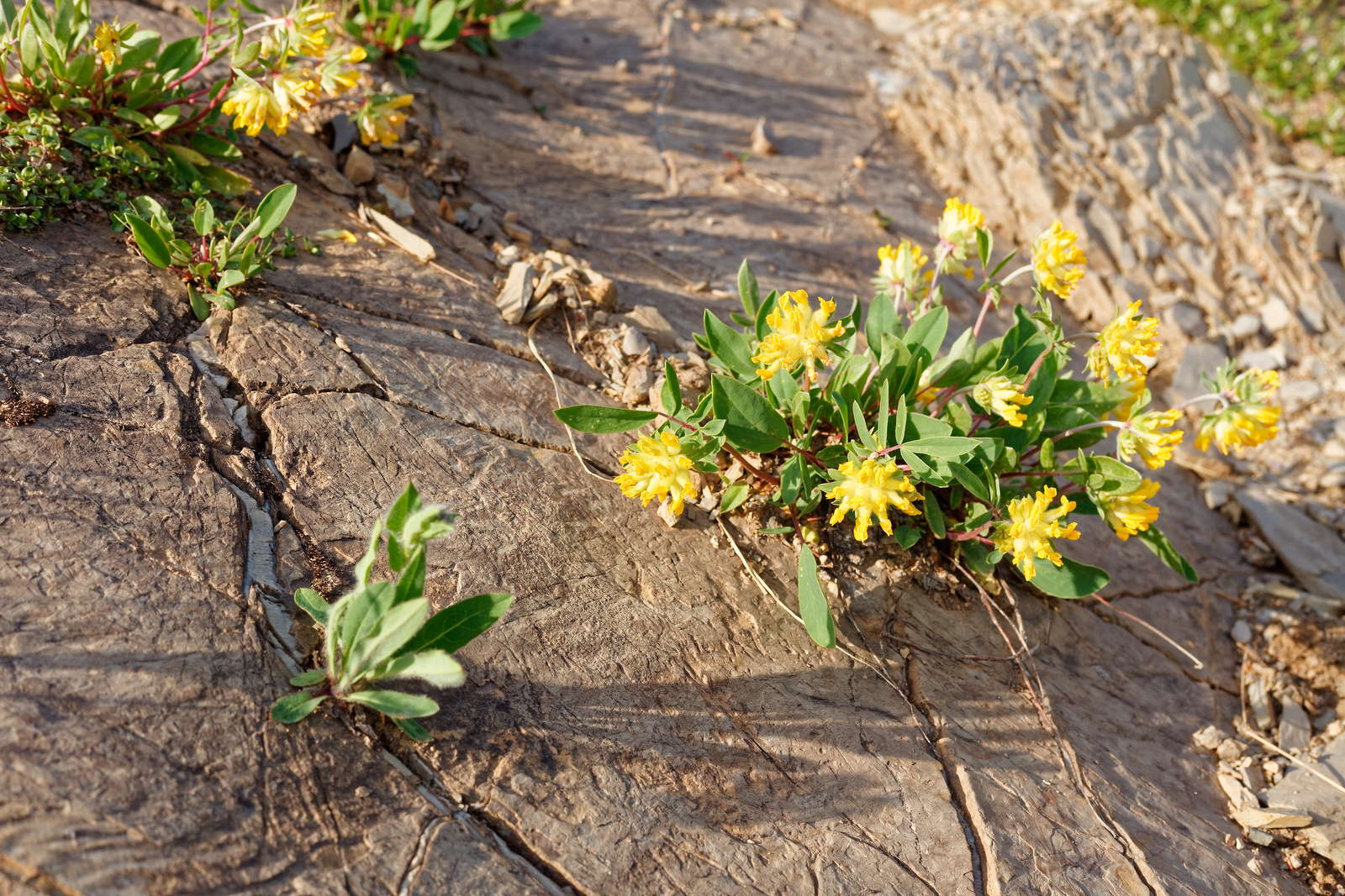 Superpflanzen Wie Sie Den Boden Im Garten Entgiften Konnen Plantura