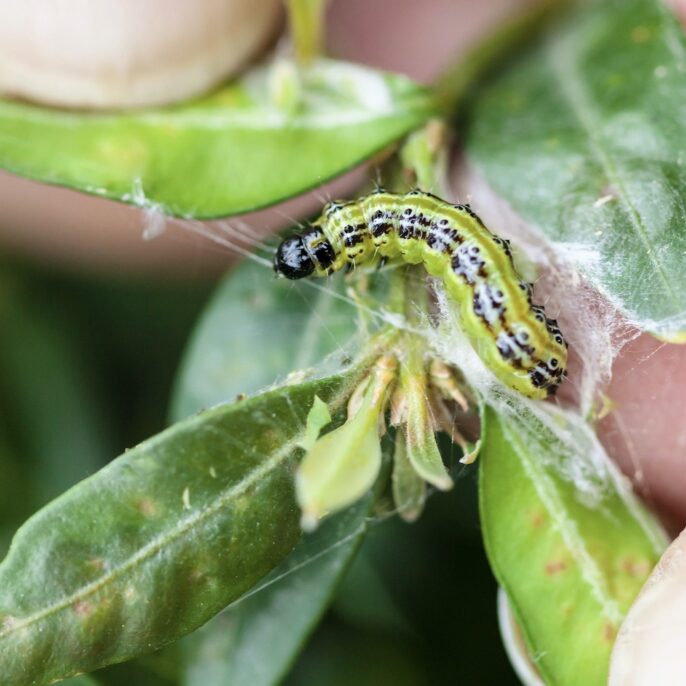 Wann bekämpft man den Buchsbaumzünsler am besten?
