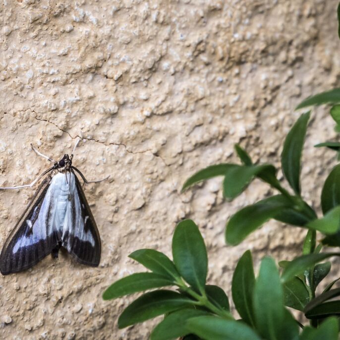 Buchsbaumzünsler-Falter erkennen: So erkennt man den Schmetterling