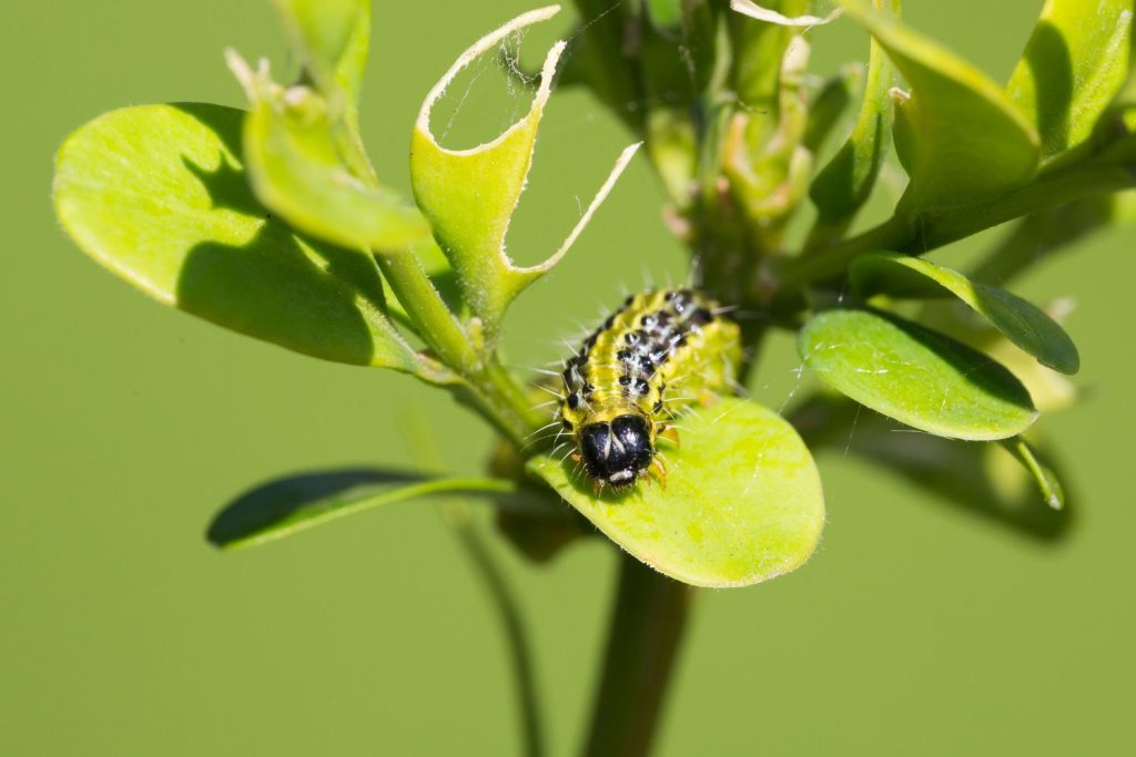 Buchsbaumzünsler-Raupe