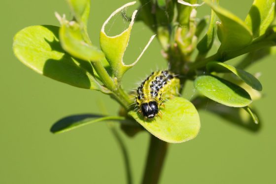 Buchsbaumzünsler-Raupe: Aussehen & Bilder