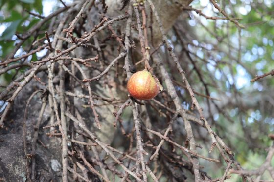 Feigenbaum überwintern: Experten-Tipps zum Überwintern im Freien & im Topf