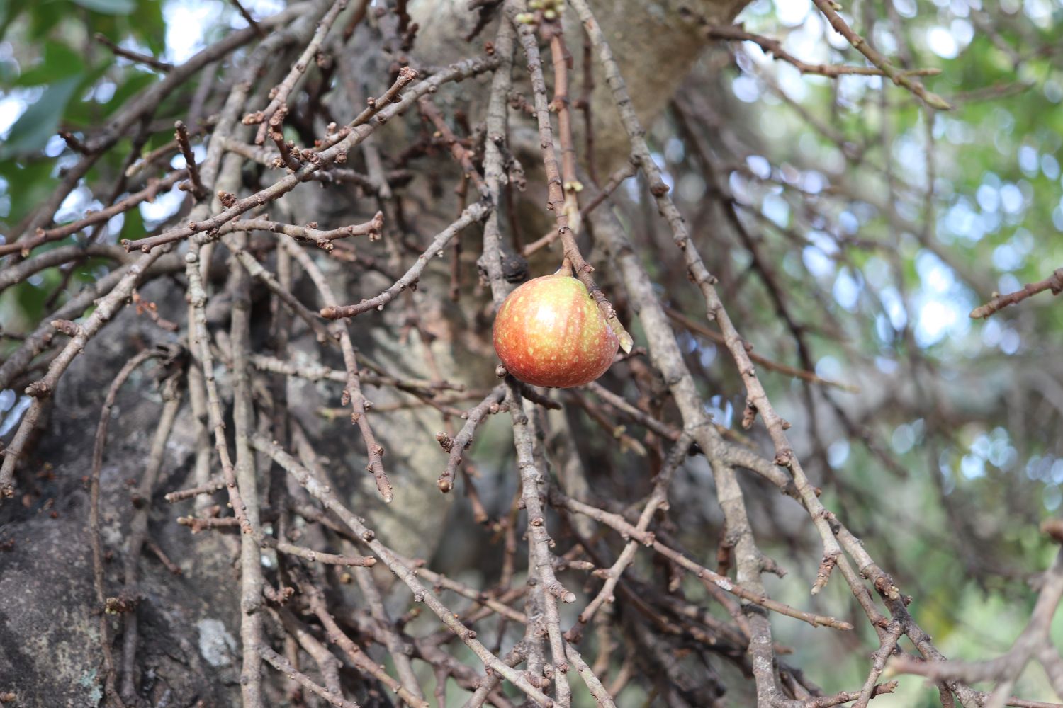 Feigenbaum überwintern ExpertenTipps Plantura