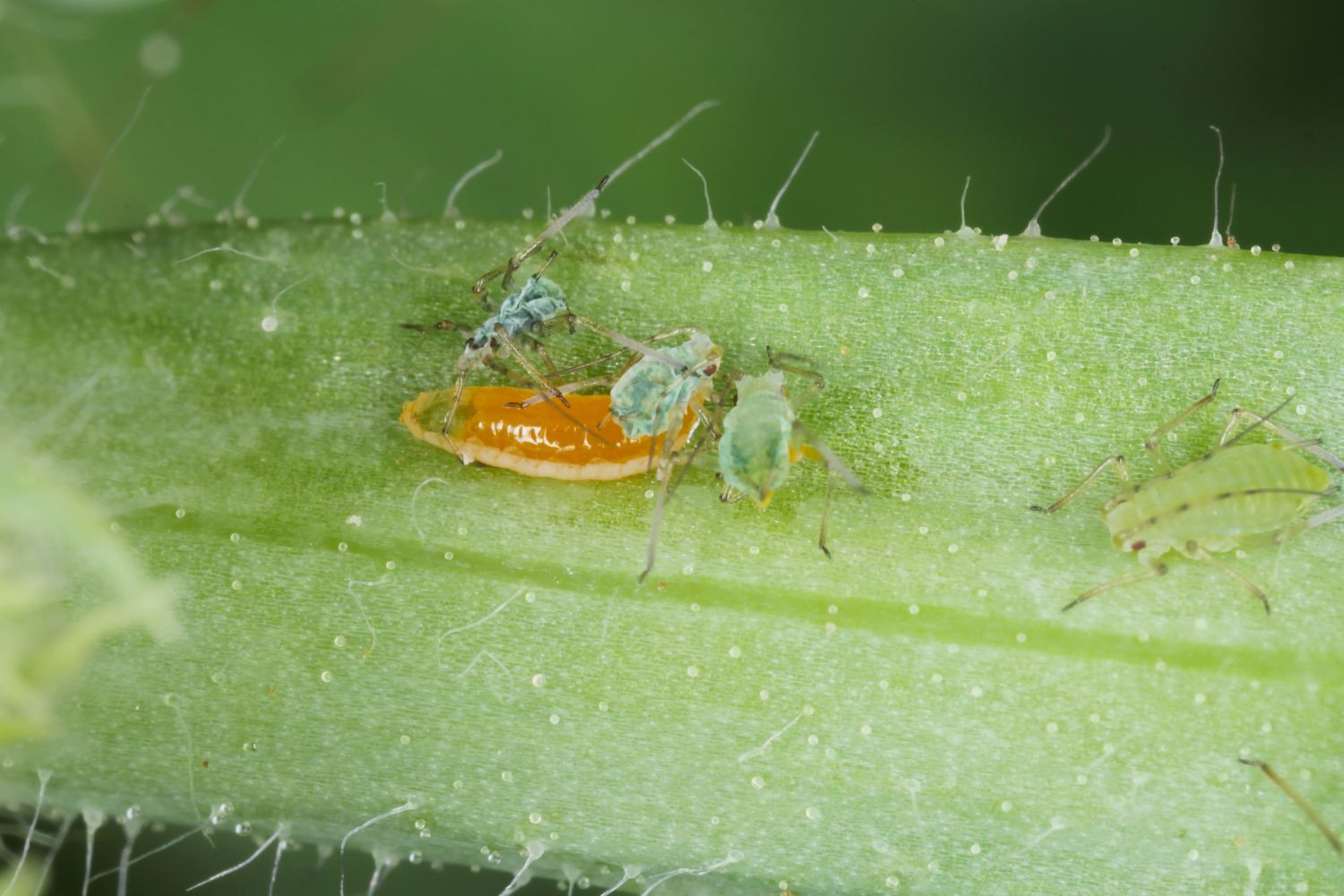 Gallmücke: Steckbrief & Einsatz gegen Blattläuse im Garten