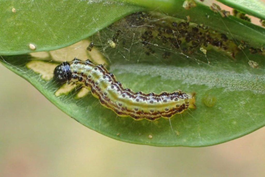 Verklebtes Blatt