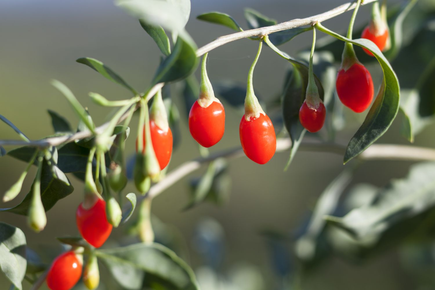 Goji-Beeren pflanzen: Das Superfood im eigenen Garten anbauen