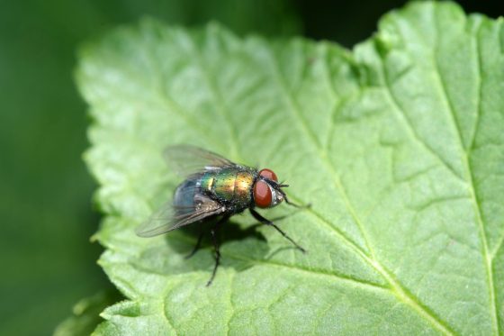 Goldfliegen: Die lästigen Fliegen vertreiben & bekämpfen
