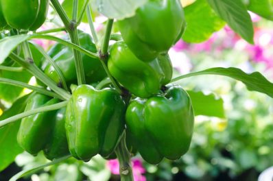 Paprika düngen: Wann, wie & welcher Dünger?