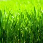 Rasen düngen im Sommer: Vorteile & der richtige Dünger