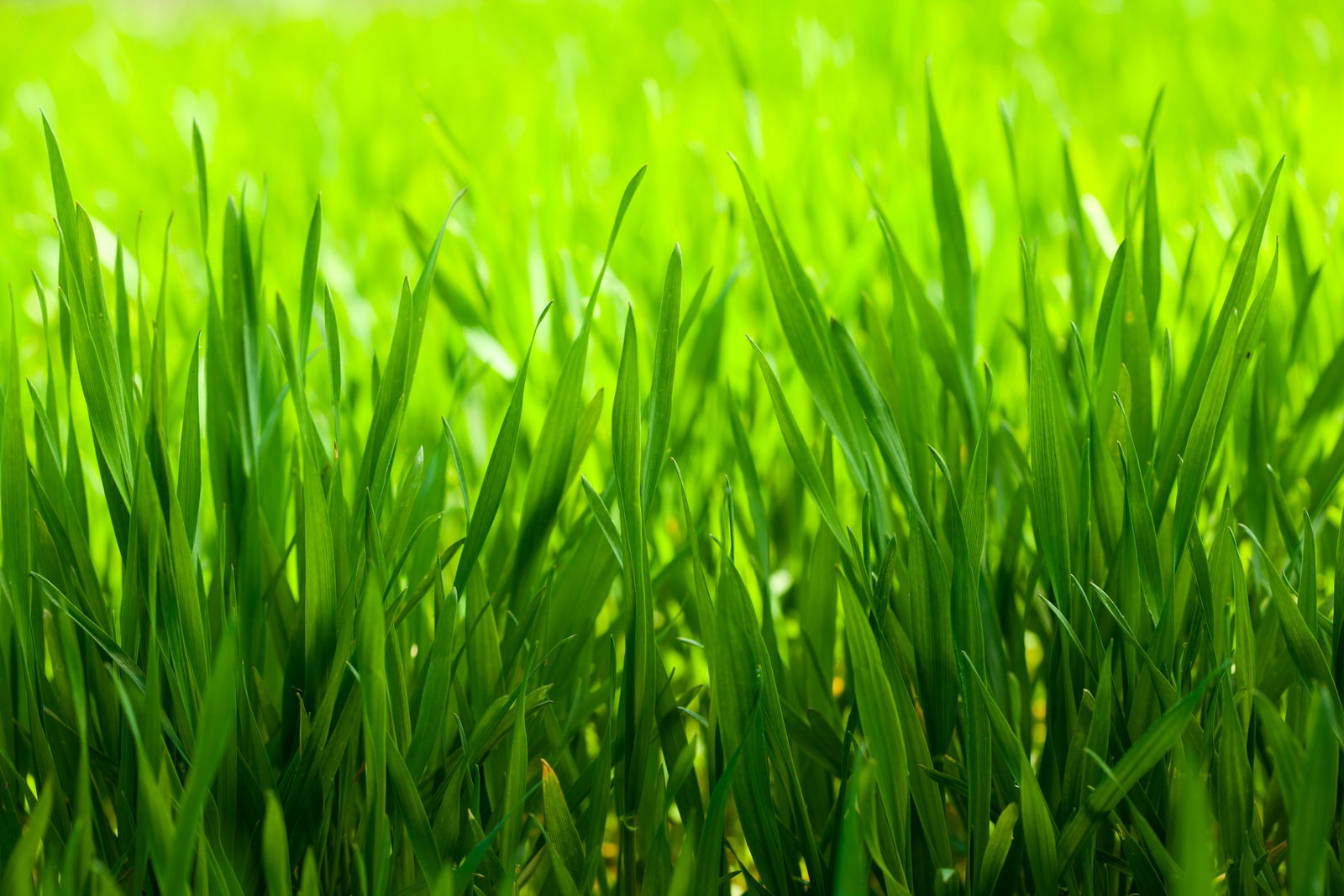 Rasen düngen im Sommer Ist das sinnvoll? Plantura