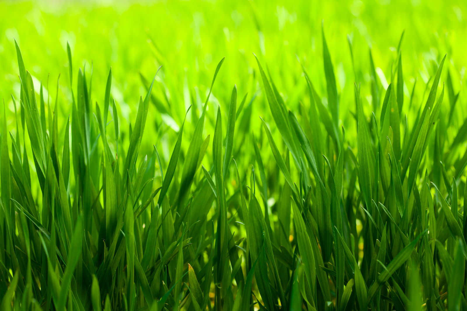 Rasen düngen im Sommer: Vorteile & der richtige Dünger